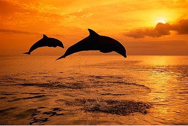 Xbox总裁：掌机过几年才会有 游戏移植到其他平台不设红线